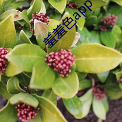 羞羞色app