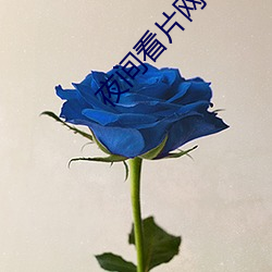夜间看片网址
