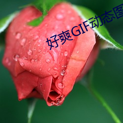 好爽GIF动态图 暂停）