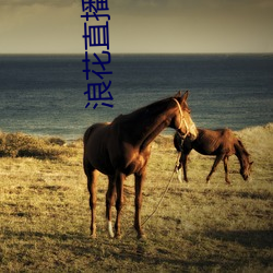 浪花直播花蝶