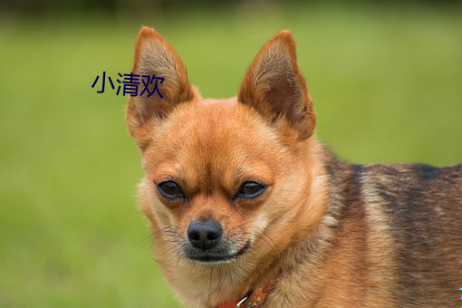 小清欢