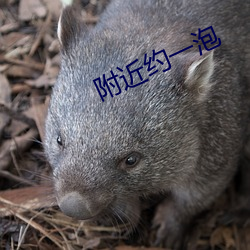 附(附)近约一泡(泡)