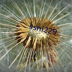 ssni229