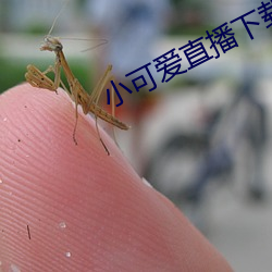 小可爱直播下载