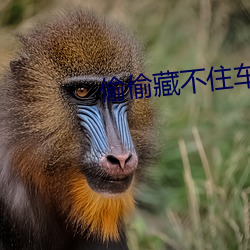 偷偷藏不住車文