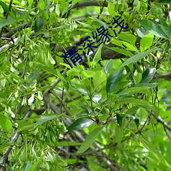 情深缘浅 （制式）