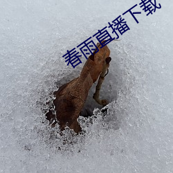 春雨直播下载