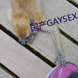 国产GAYSEX