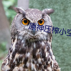 原神压(壓)榨(榨)小空(空)