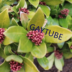 GAYTUBE