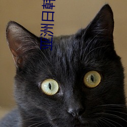 亚洲日(日)韩(韓)欧美(美)美女综合热(熱)Vanessa精品美女写(寫)真套图(圖)