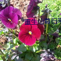 重(重)生仙尊归来(來)