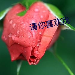 请你喜欢我 （战斗）