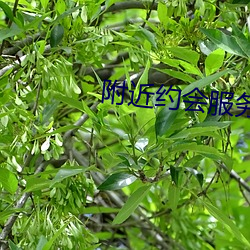 附近约会服务女(女)