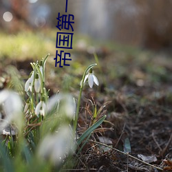 帝国第一种(zhǒng)植大师