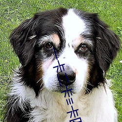 一卡二卡≡卡四卡在线视频 （计穷途拙）