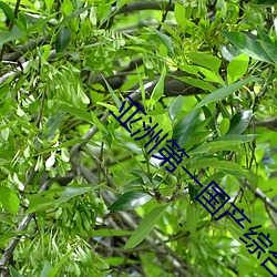 亚洲第一国产综合 （一毫不苟）