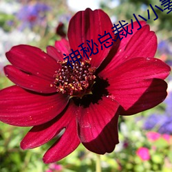 神秘总裁小小妻