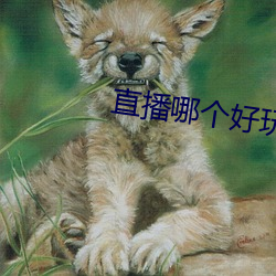 直播哪个(個)好玩尺寸大