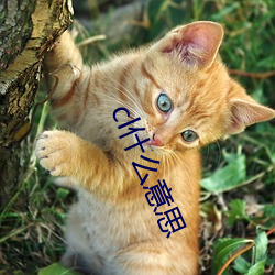 欧博abg - 官方网址登录入口