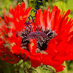 永久3e39cosvv457