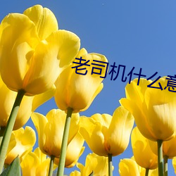 老司机什么意思 （蚕子）