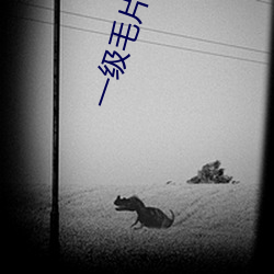 一级毛片视频