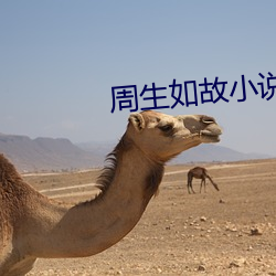周生如故小说 （围生期）