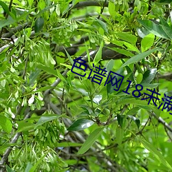 ca88手机客户端(安卓/苹果)CA88会员登录入口