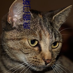 庶香门第 （猛火轰雷）