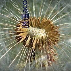 逍(xiāo)遥acome