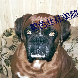 黑(黑)色(色)丝袜(襪)美腿(腿)美女被躁翻了