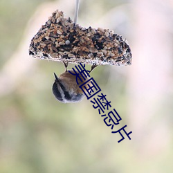 美国禁忌片(piàn)