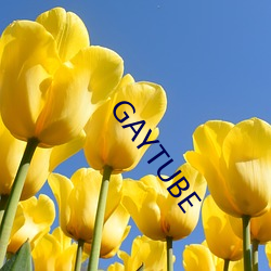 GAYTUBE