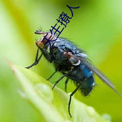 天生撩人