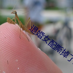 退婚女配撕掉了劇本