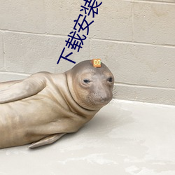 下载安装半夜直播