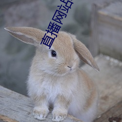 直播网站superchat （大油）
