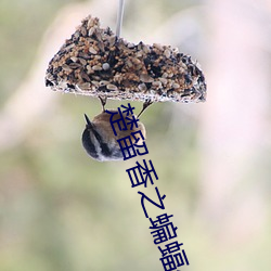 楚留香之蝙蝠(fú)传(chuán)奇