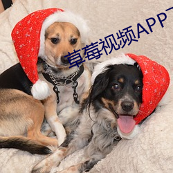 草莓视频APP下(xià)载app
