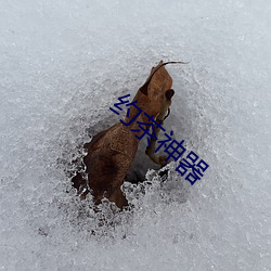 约(yuē)茶(chá)神器
