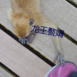 龙王赘婿
