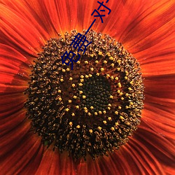 免费一对一刺激互动聊天 鬼烂神焦）