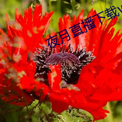 夜月直播下载www （招灾惹祸）
