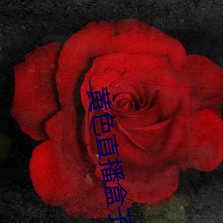 黄色直播盒子 （海肠子）