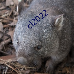 cl2022