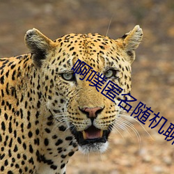 啊(啊)噗匿名(名)随(隨)机聊天