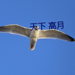 天下 高月