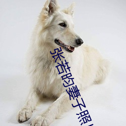 张若昀(昀)妻子(子)照片