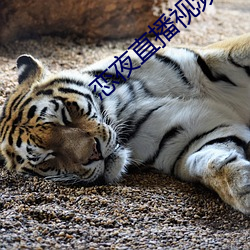 戀夜直播視頻